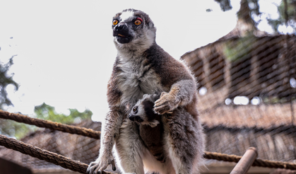 Antalya Doğal Yaşam Parkı’nda Yavru Lemur Sevinci