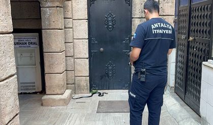 Namaza Gelen Cemaat Yılanla Karşılaştı
