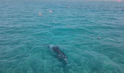 Alanya'da kıyıya yaklaşan yunus turistlerle yüzdü