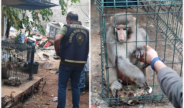 Rhesus Maymununu besleyen şahsa 8 bin 322 lira para cezası