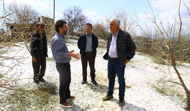 Büyükşehir'den sera ve zeytin bahçelerinde hasar tespiti