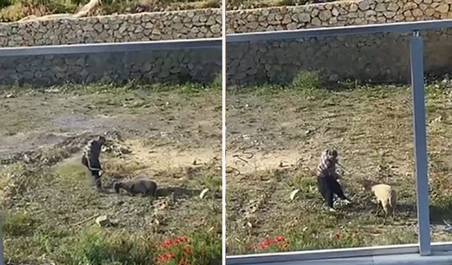 Koyuna eziyet eden şahıs gözaltına alındı
