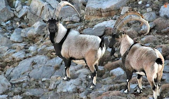 Antalya'da yaban keçileri görüntülendi