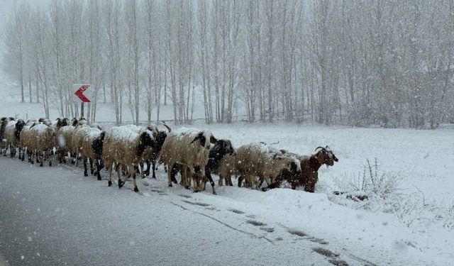 Baharı beklerken kış geri döndü