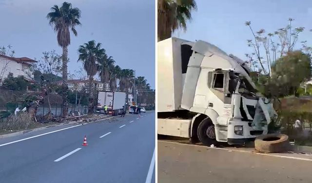 Sebze yüklü tır refüjdeki palmiye ağacına çarptı