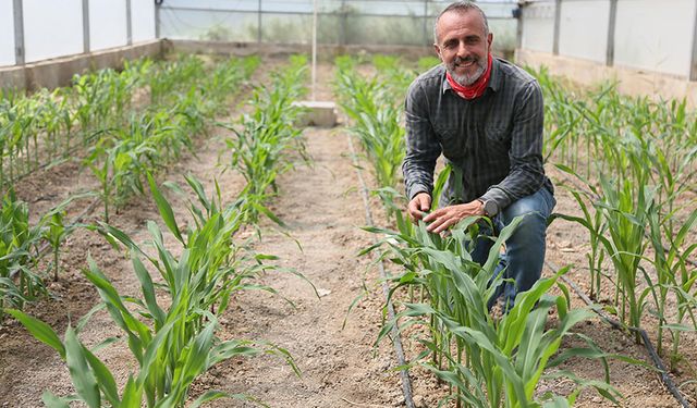 Kuraklığa dayanıklı mısır üretildi