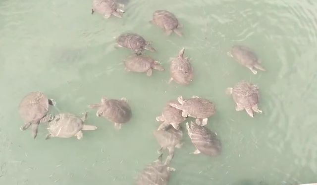 Saldırgan Nil Kaplumbağası Uyarısı