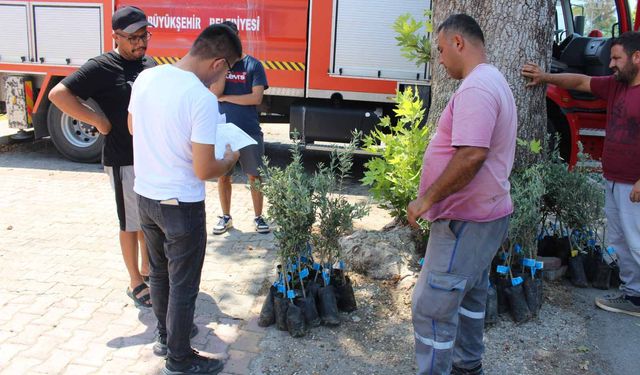 Büyükşehirden Zeytin Seferberliği