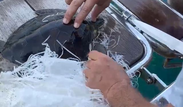 Çuvala Dolanan Caretta Caretta Kurtarıldı
