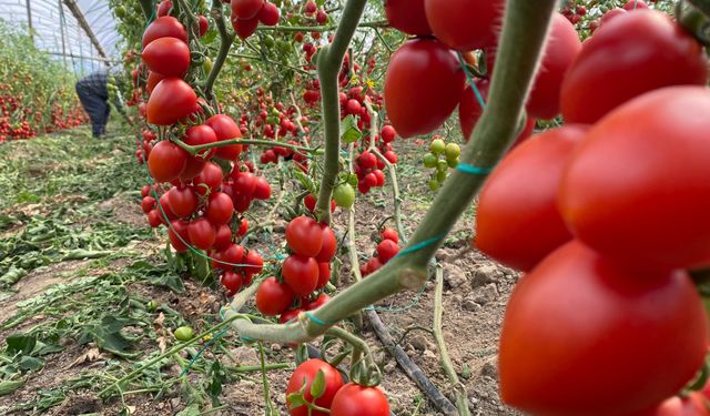 Antalya'da Domates Fiyatı Arttı