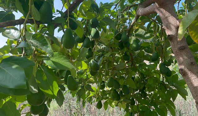Alanya'da Avokado Hasadı Başladı