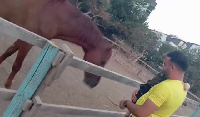 At, 3 Yaşındaki Çocuğu Isırıp Fırlattı