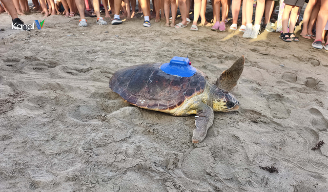 Caretta Carettalar İçin Yerli Uydu Takip Cihazı Üretildi