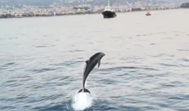 Alanya'da Tekne Turunda Yunus Sürprizi