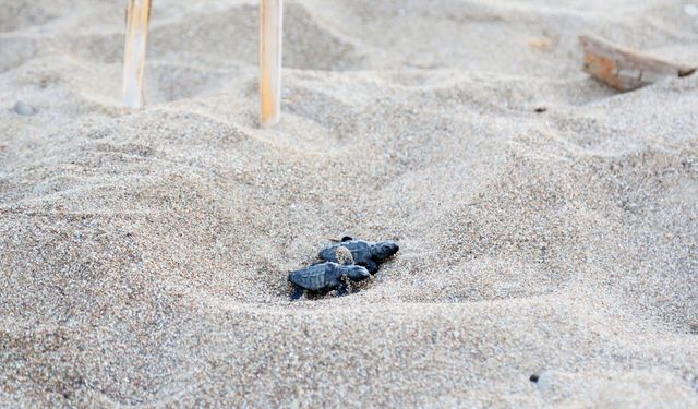 Belek Sahilinde Caretta Caretta Yavru Çıkışları Başladı