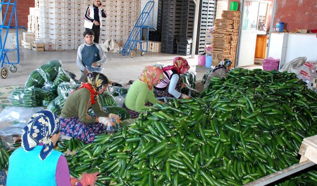 Ukrayna'nın Vergisi, Antalya'da Tarım Sektörünü Vurdu