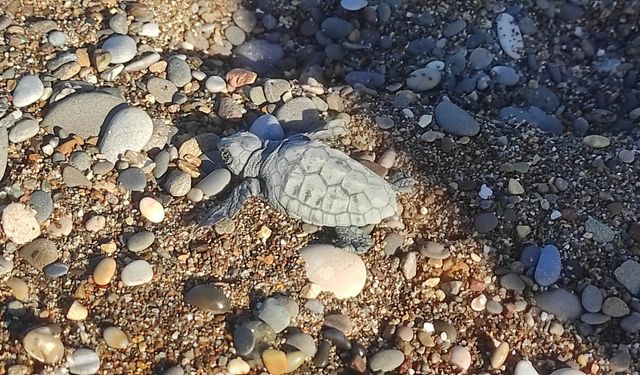 Caretta Yavrusunun Denize Ulaşma Mücadelesi