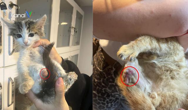 Isparta’da ‘Bağlama Büyüsü’ İçin Sokak Hayvanlarına İşkence