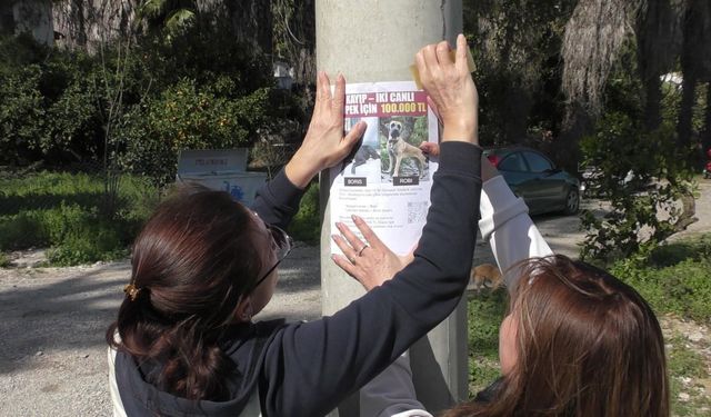 Kaybolan Köpeklerini Sokak Sokak Arıyor: Canlı Bulana 100 Bin, Ölü Bulana 10 Bin Ödül