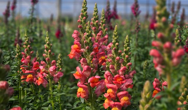 Antalya'dan Avrupa'ya Yeni Çiçek: Aslanağzı