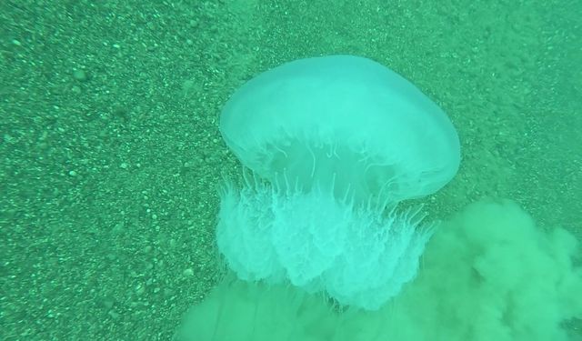 Poyraz, Akdeniz'deki En Büyük Denizanası Türünü Antalya Körfezi'ne Soktu