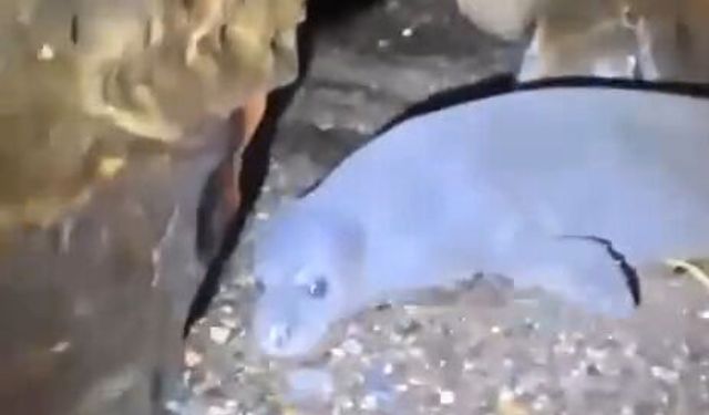 Nesli Tehlikedeki Akdeniz Foku Yuvalarına ‘Tur’ Şikayeti