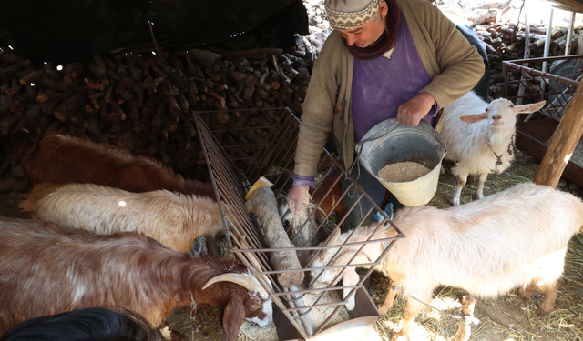Korkuteli'de Hayvancılar Kendi Yemini Üretiyor