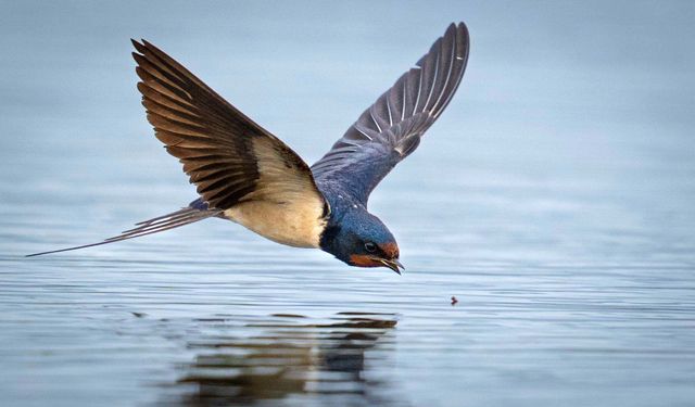 Antalya'da 3 Günde 120'nin Üzerinde Kuş Türü Gözlemlendi