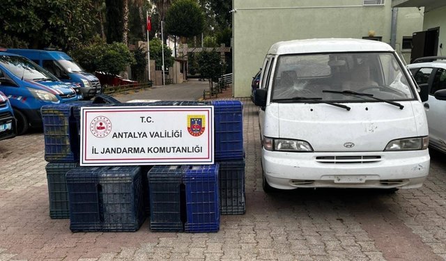Sahte Plakayla 150 Adet Sebze Kasası Çaldılar