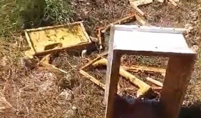 Ayılar arı kovanlarını parçaladı