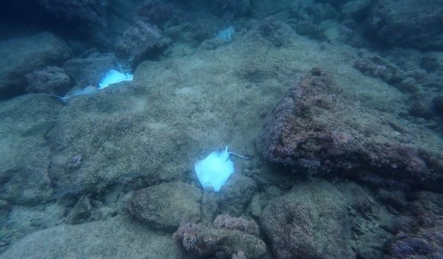 Antalya'da deniz dibinde çok sayıda ölü vatoz görüntülendi