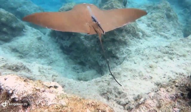 Atlantik kökenli inek burunlu vatoz Akdeniz'de ilk kez görüntülendi