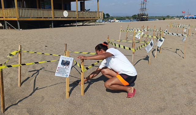 Manavgat'ta caretta caretta yavrularına koruma nöbeti