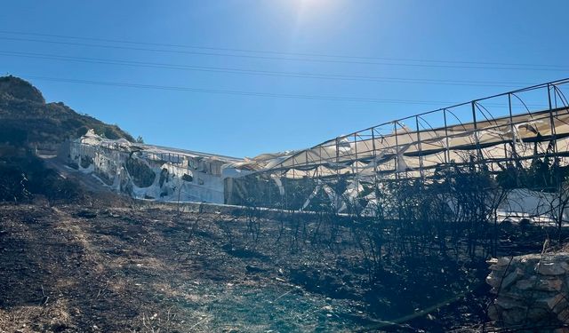 Alanya'da alevler muz seralarına ulaştı: 17 hektar küle döndü