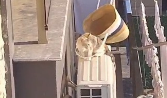 Klimada mahsur kalan kedisini plaj çantasıyla kurtardı