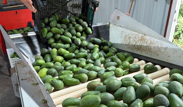 Gazipaşa avokadosu Gürcistan yolcusu