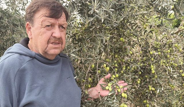 Tavşan Yüreği zeytinini dünya sahnesine çıkarmaya hazırlanıyor
