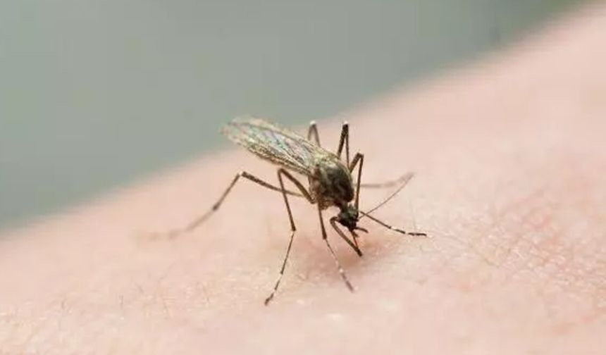 Sivrisinek ısırığına doğal önlem