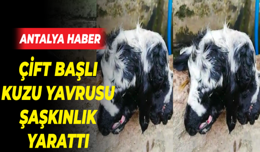 Bursa'da çift başlı kuzu şaşkınlığı