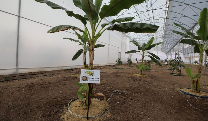 Kumluca’da 17 tropik meyve türü araştırılıyor