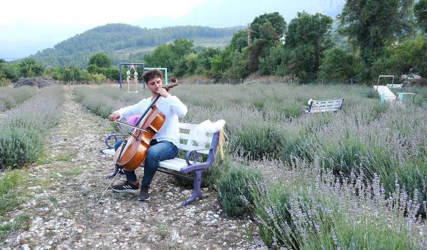 Çello eşliğinde lavanta tanıtımı