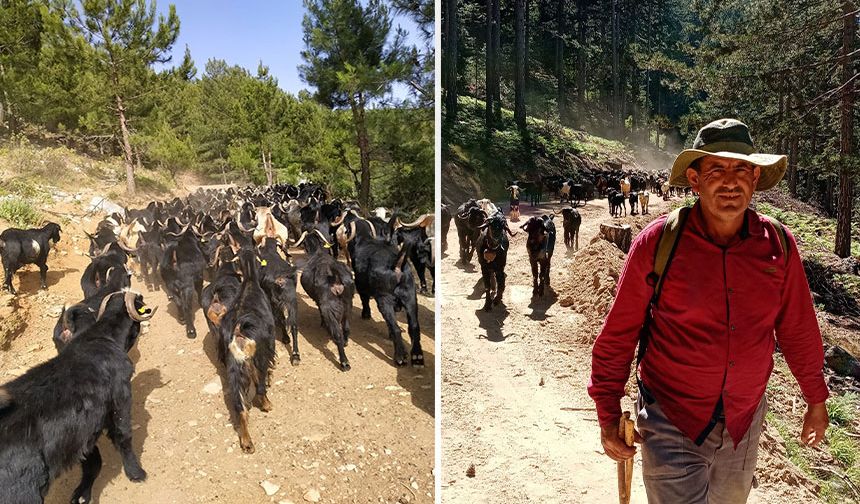 Yörüklerin yayla mesaisi başladı