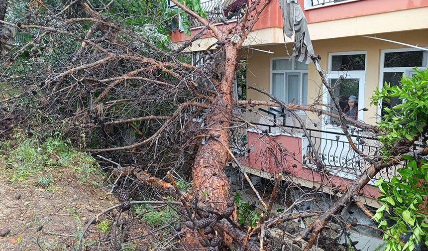 Dev ağaç binanın üzerine devrildi