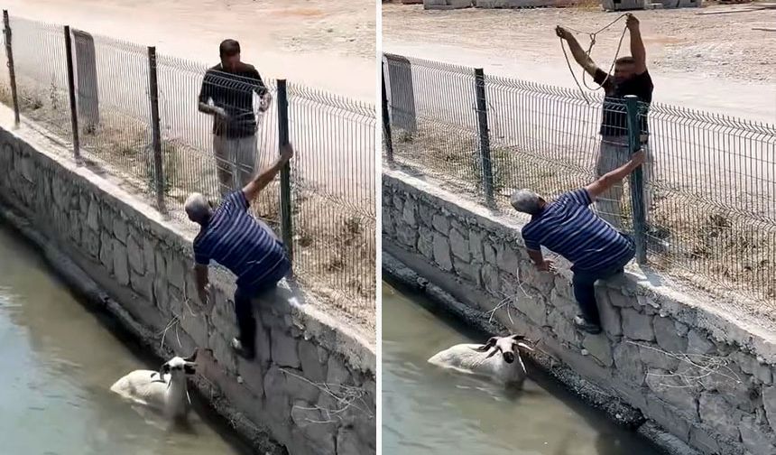 Kaçan kurbanlık dereye atladı