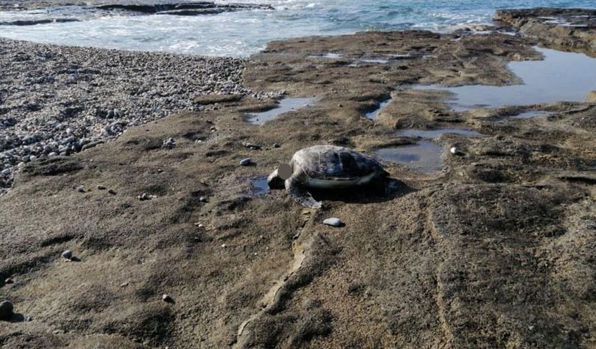 Başı kesilmiş caretta bulundu