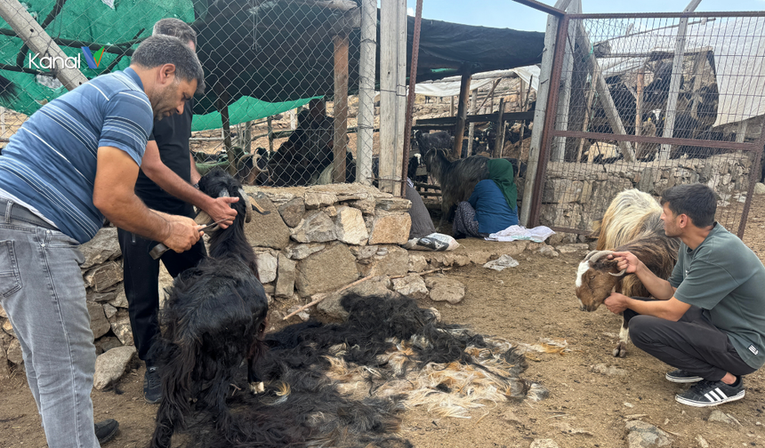 Toroslarda Asırlık Keçi Kırkımı Geleneği Yaşatılıyor