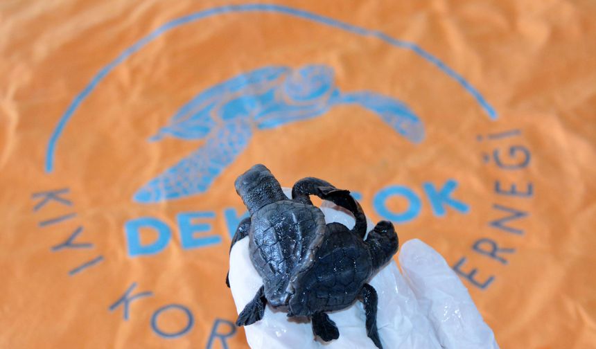 Türkiye'de Bir İlk: Siyam İkizi Caretta Caretta