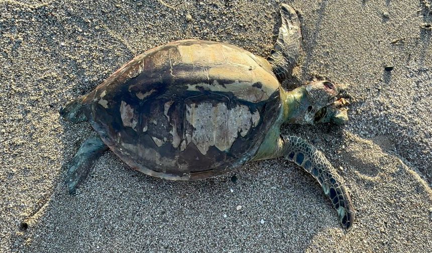 Plastiğin Kurbanı: Yeşil Deniz Kaplumbağası Ölü Bulundu