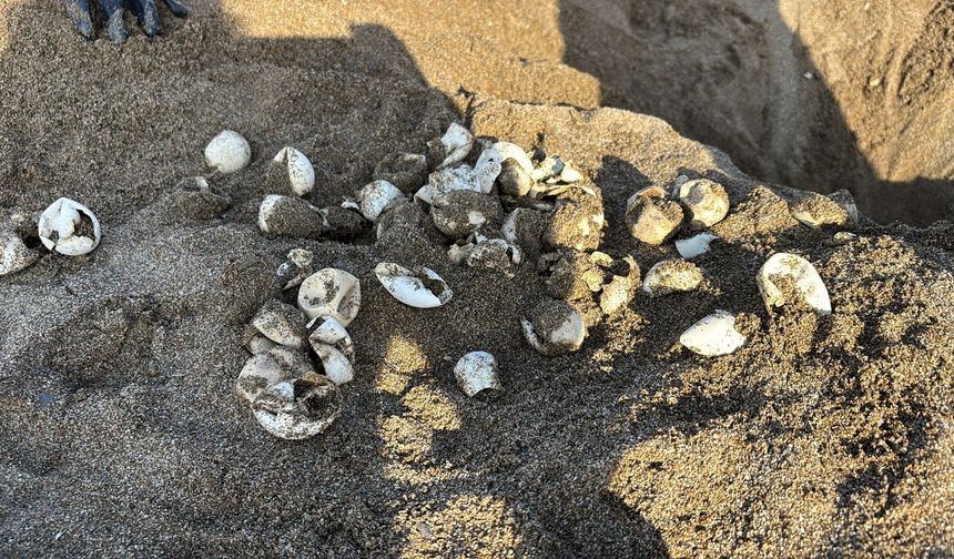 Alanya'da Caretta Caretta Yavruları Denize Ulaştı