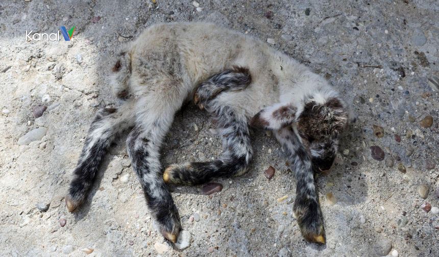 Manavgat’ta 5 Bacaklı Kuzu Doğdu